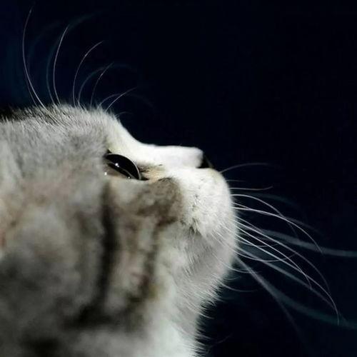 娱乐吃瓜酱剪猫