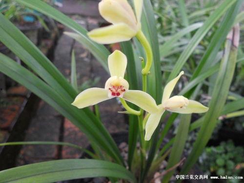 玉仙图片,千年古玉的神秘魅力